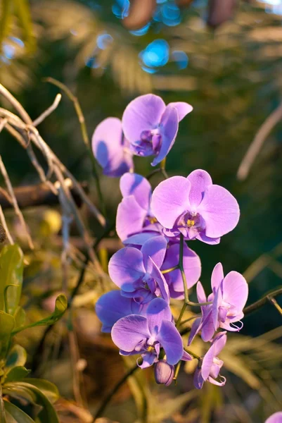 Branch lilac orchids — Stock Photo, Image