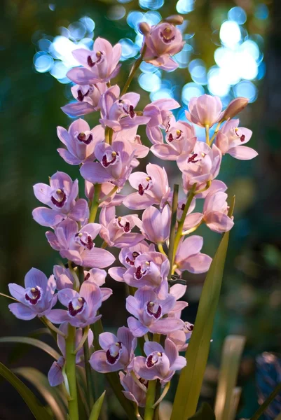 Две ветви маленькой фиолетовой орхидеи — стоковое фото