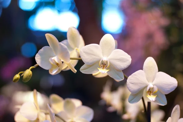 Bílé květy orchidejí — Stock fotografie