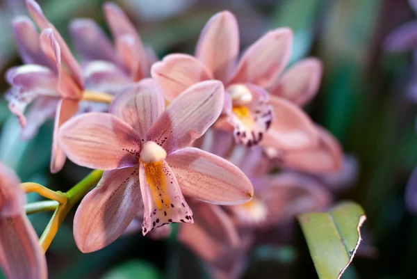 Gren lila orkidé — Stockfoto