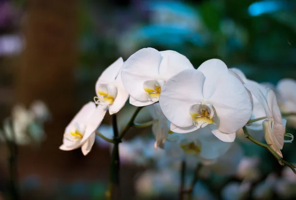 Vit orkidé blommor — Stockfoto
