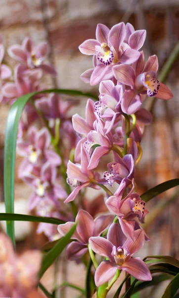 Ветвь розовой орхидеи — стоковое фото