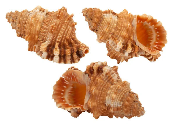 Stock image Three Isolated Seashells