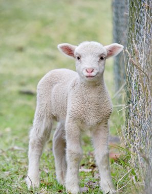 Cute baby lamb clipart