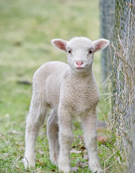 可爱的小羊羔 — 图库照片