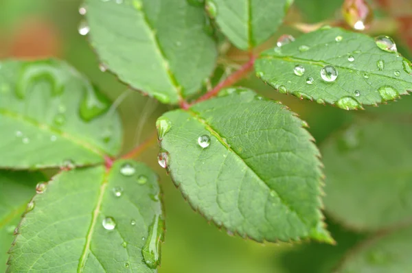 Gotas de agua en las hojas —  Fotos de Stock