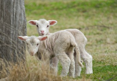 Two cute lambs clipart