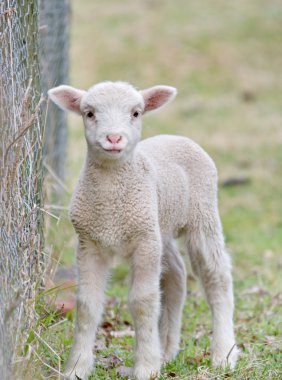 Cute baby lamb clipart