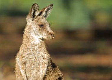Eastern grey kangaroo clipart