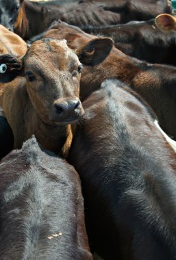 Calves in a feedlot clipart