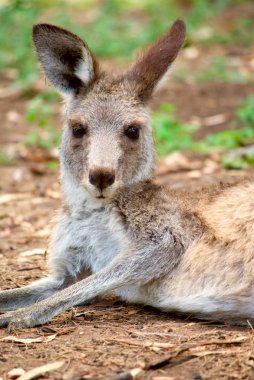 Kangaroo lying around clipart