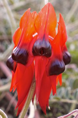 Sturts desert pea clipart