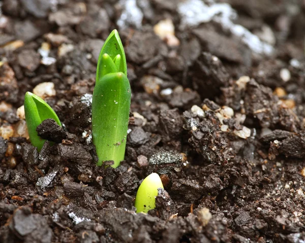 Weinig sprout bud in tuin — Stockfoto