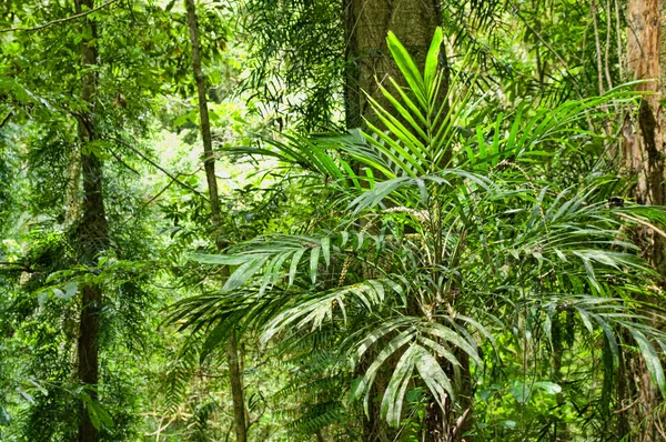 Yağmur ormanlarının güzelliği — Stok fotoğraf