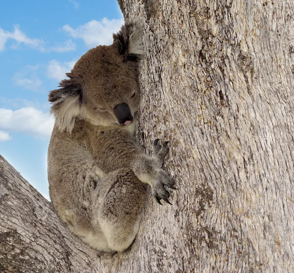 Koala in tree — Stock Photo, Image
