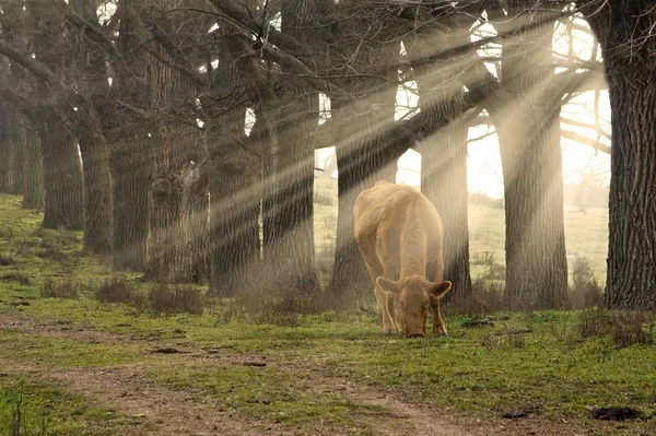 Vaca comendo grama — Fotografia de Stock