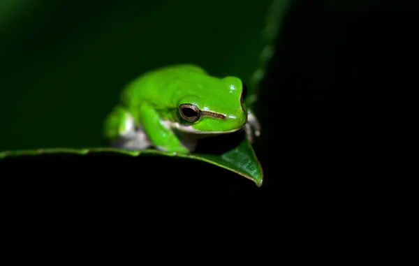 Yeşil ağaç kurbağası — Stok fotoğraf
