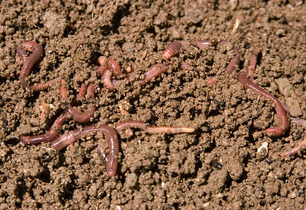 Compostagem de vermes do jardim — Fotografia de Stock