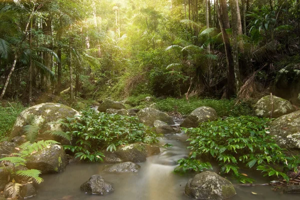 Rayons de forêt tropicale — Photo