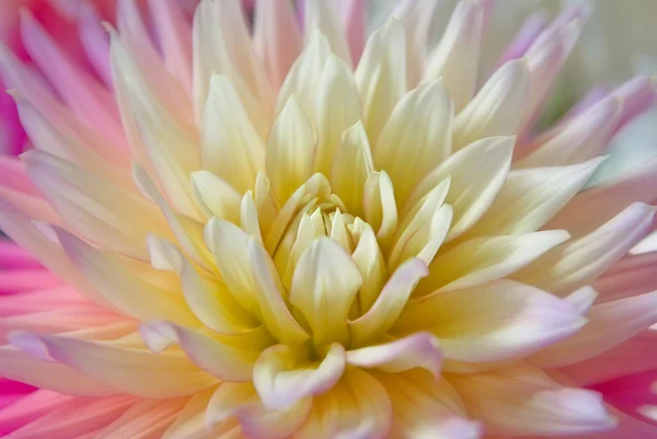 Жоржин квітка — стокове фото
