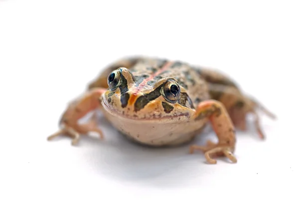 Tasmaniesis frog — Stock Photo, Image