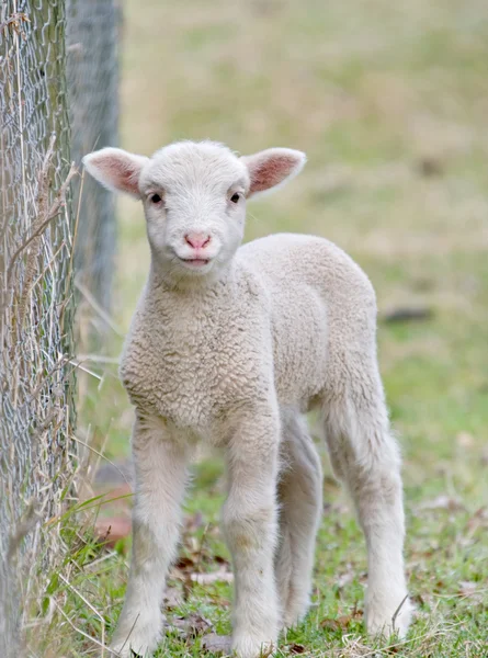 Aranyos baba bárány — Stock Fotó