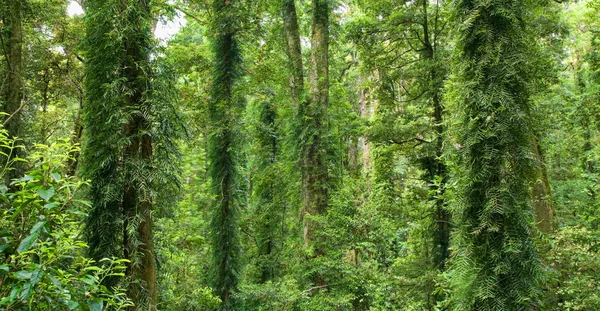 병 속에 메시지아름 다운 산책로 세계 유산 rainfor — 스톡 사진