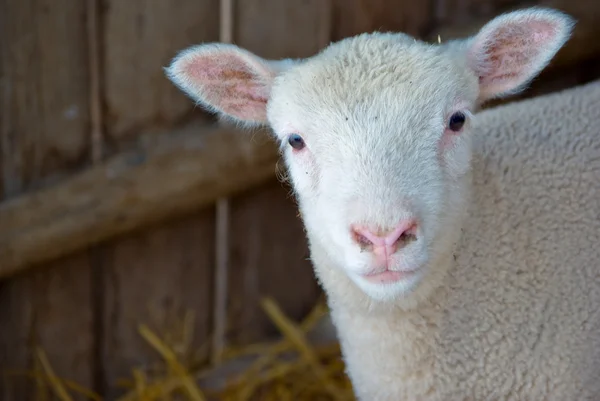 Aranyos bárány — Stock Fotó