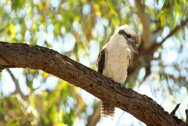 Kookaburra w drzewo — Zdjęcie stockowe