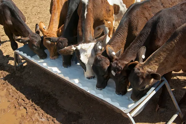 Calves drinking milk — Stock Photo, Image