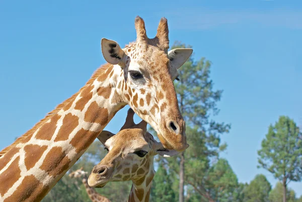 stock image Mother and baby giraffe