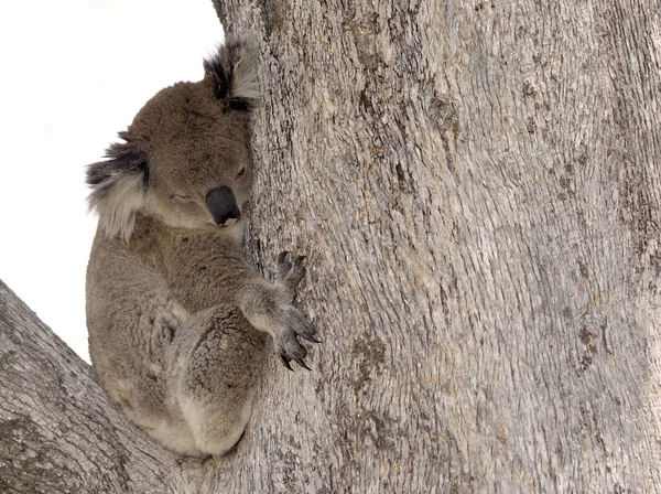 Koala na árvore — Fotografia de Stock