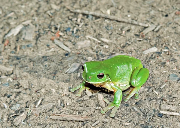 Зеленая лягушка на земле — стоковое фото