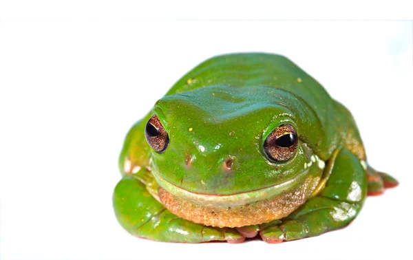 Зелёная лягушка — стоковое фото
