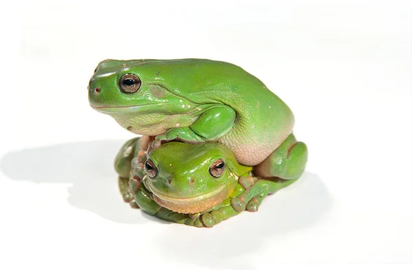 Dvě zelené žáby — Stock fotografie