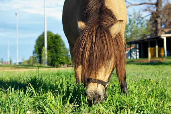 Koń je trawę — Zdjęcie stockowe