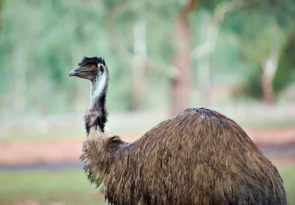 Gamla emu — Stockfoto
