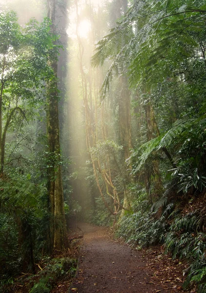 Luz da floresta tropical — Fotografia de Stock