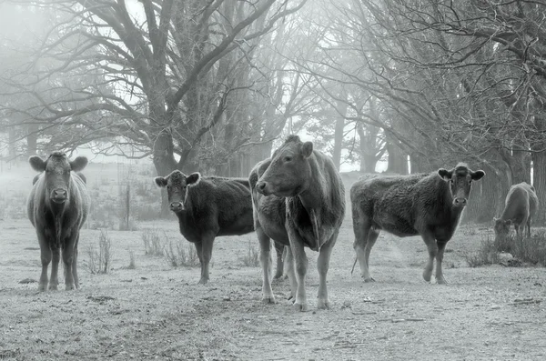 Корови в дорозі — стокове фото