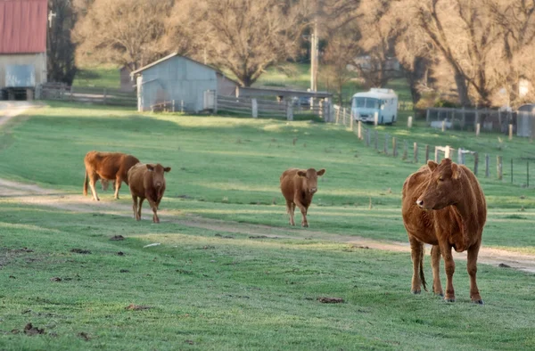 Krávy v terénu — Stock fotografie