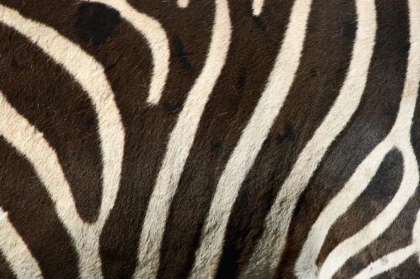 stock image Zebra stripes