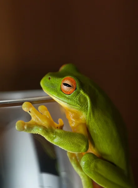 Żaba na szkle — Zdjęcie stockowe