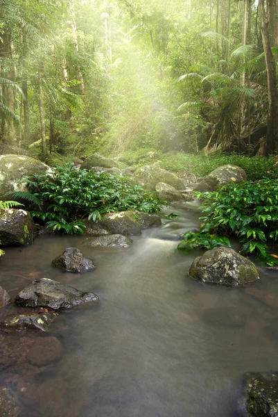 Regenwoud stream — Stockfoto