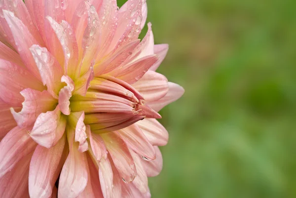 Crysanthemum 花 — Φωτογραφία Αρχείου