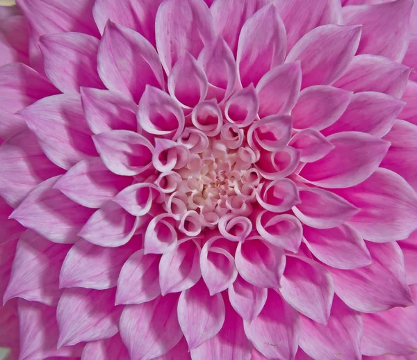 Fiore di dalia rosa — Foto Stock