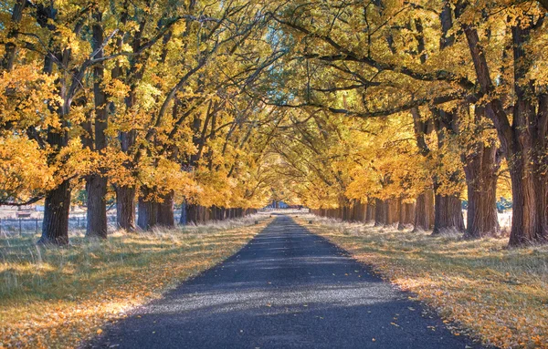 秋天的乡村道路 — 图库照片