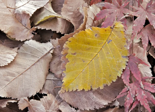 stock image Autumn fall leaves