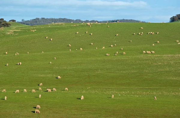 Ovce v terénu — Stock fotografie