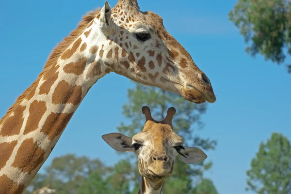 Мать и маленький жираф — стоковое фото