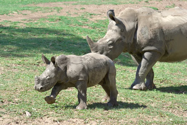 Τη μητέρα και το ρινόκερο μωρών — Φωτογραφία Αρχείου
